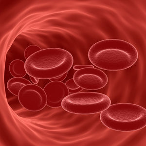 Arterial & Vascular Support